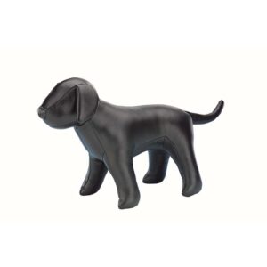 Dog for presentation