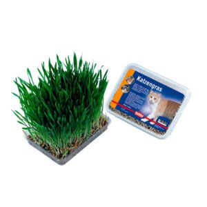 Kattgräs 100 g  (5)