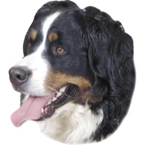 Sticker Bernese Mountain Dog