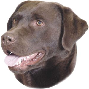 Sticker Labrador brown