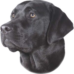 Sticker Labrador black